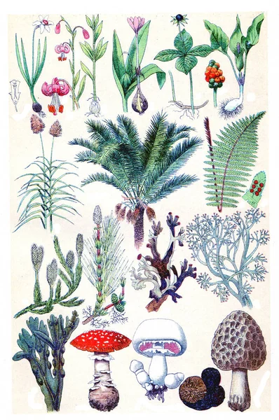 Plaque Légende Illustration Gravée Vintage Vie Dans Nature 1890 — Photo