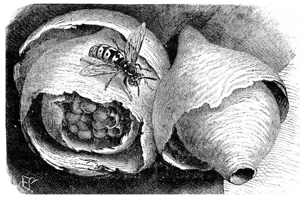 Wasp Paper Wasp Its Nest Vintage Engraved Illustration Vie Dans — Stock Photo, Image