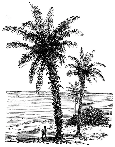 Une Illustration Dessinée Main Arbre Avec Palmier — Photo