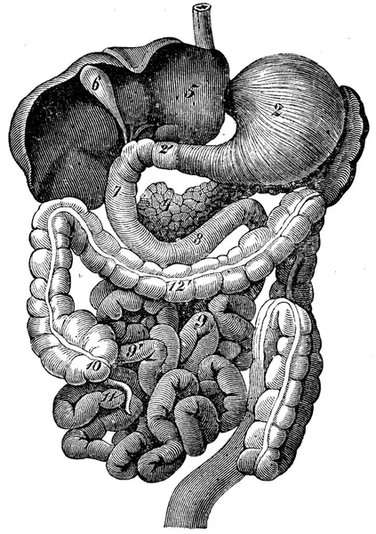 Przewód Pokarmowy Człowieka Ryta Ilustracja Rocznika Vie Dans Nature 1890 — Zdjęcie stockowe