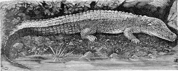 더러운 악어의 — 스톡 사진