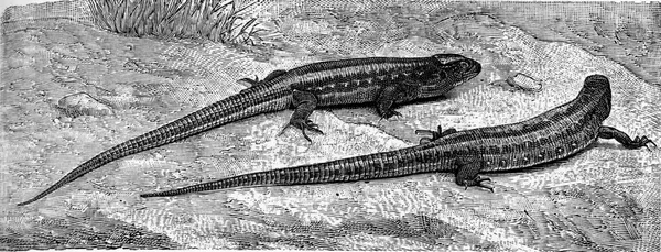 Illustration Eines Krokodils Wasser — Stockfoto