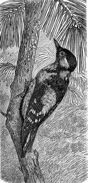 Wielki Dzięcioł Plamce Ryta Ilustracja Rocznika Deutch Vogel Nauczanie Zoologii — Zdjęcie stockowe