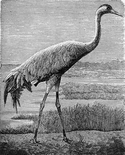 Ilustracja Młodego Starego Afrykańskiego Ptaka — Zdjęcie stockowe