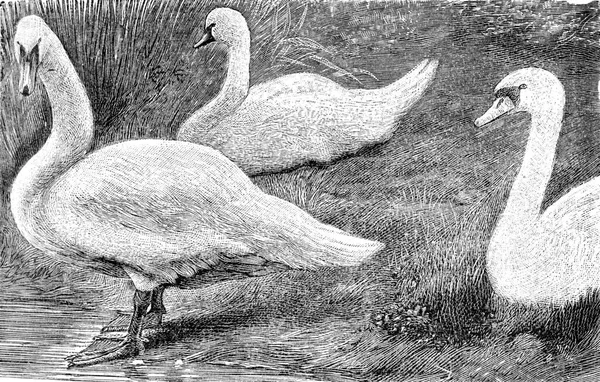 Illustration Noir Blanc Cygne — Photo