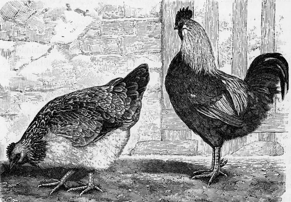 房子里的母鸡 家养的加鲁斯 老式雕刻的插图 来自Deutch Vogel动物学教学 — 图库照片