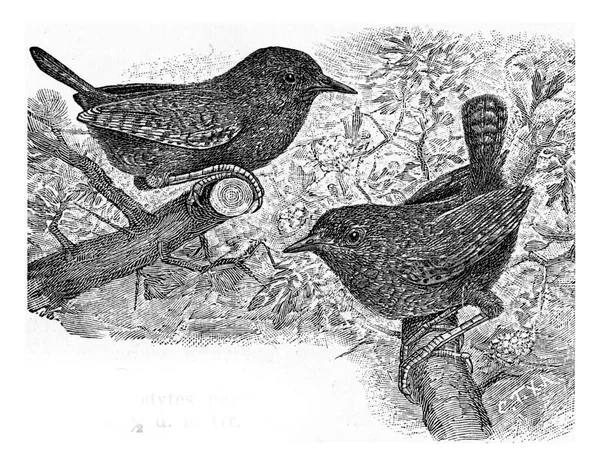 Illustration Bird Old Image — Stock Photo, Image