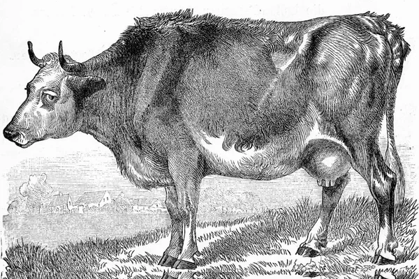 Vache Bos Taurus Illustration Gravée Vintage Deutch Vogel Enseignement Zoologie — Photo