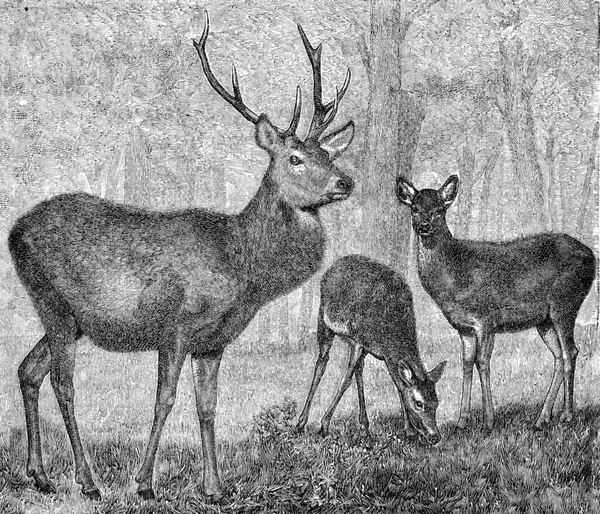 Fot Svensexan Vintage Graverad Illustration Från Deutch Vogel Undervisning Zoologi — Stockfoto