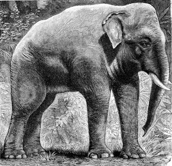 Éléphant Indien Elephas Indicus Illustration Gravée Vintage Deutch Vogel Enseignement — Photo