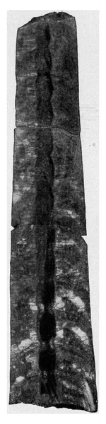 Carapaces Verdeeld Nautiloides Fossiele Kamers Van Boheemse Silurian Vintage Gegraveerde — Stockfoto