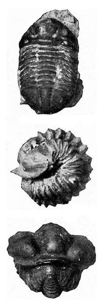 Trilobiten Aus Dem Schwedischen Silur Und Böhmen Gravierte Illustration Aus — Stockfoto