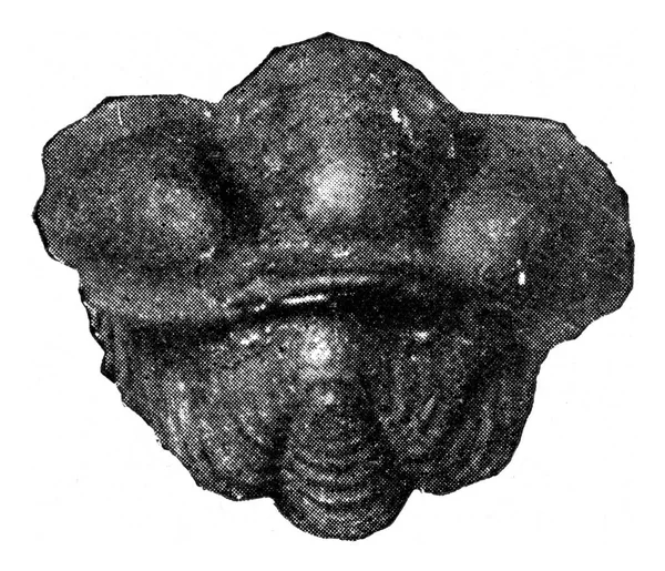 Trilobieten Van Zweedse Silurian Boheemse Vintage Gegraveerde Illustratie Uit Het — Stockfoto