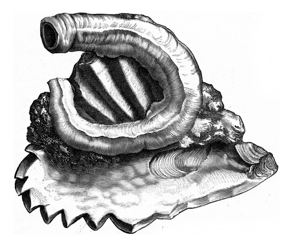 Schlange Die Einer Auster Klebt Gravierte Illustration Eines Jahrgangs Aus — Stockfoto