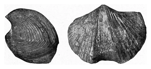 石炭紀の石灰岩の化石のBrachiopod ヴィンテージ刻まれたイラスト 1910年宇宙と人類から — ストック写真