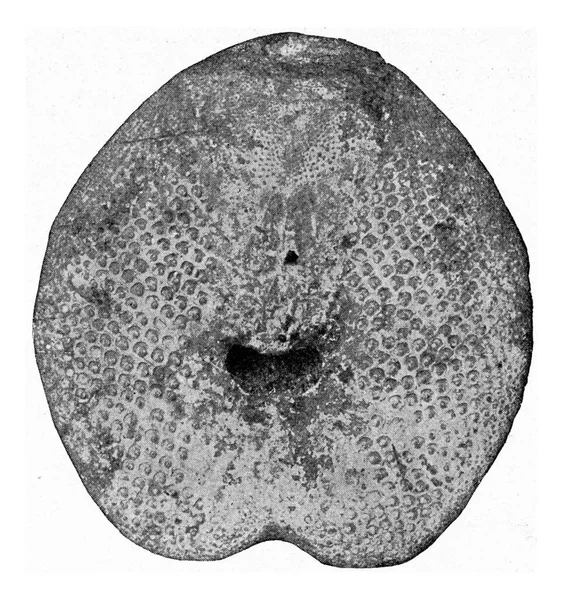 Spatangus Απολιθωμένος Αχινός Από Τριτοβάθμιο Της Βορειοδυτικής Γερμανίας Vintage Χαρακτική — Φωτογραφία Αρχείου