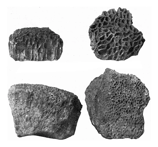 志留纪和泥盆纪的钟表珊瑚 古老的雕刻图解 1910年来自宇宙与人类 — 图库照片