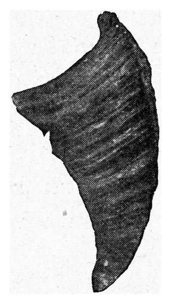Cálice Lado Estreito Ilustração Gravada Vintage Universo Humanidade 1910 — Fotografia de Stock