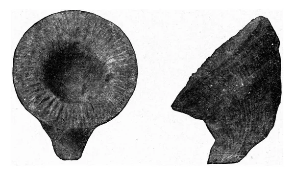 Devonian ヴィンテージ刻まれたイラストのCyathophyllum 1910年宇宙と人類から — ストック写真
