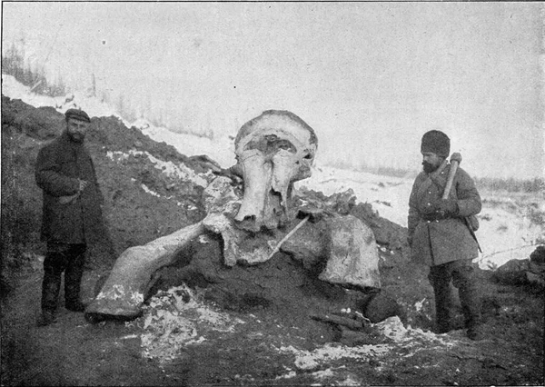 Тело Мамонта Эксгумировано Сибири Весной 1902 Года Экспедицией Российской Академии — стоковое фото