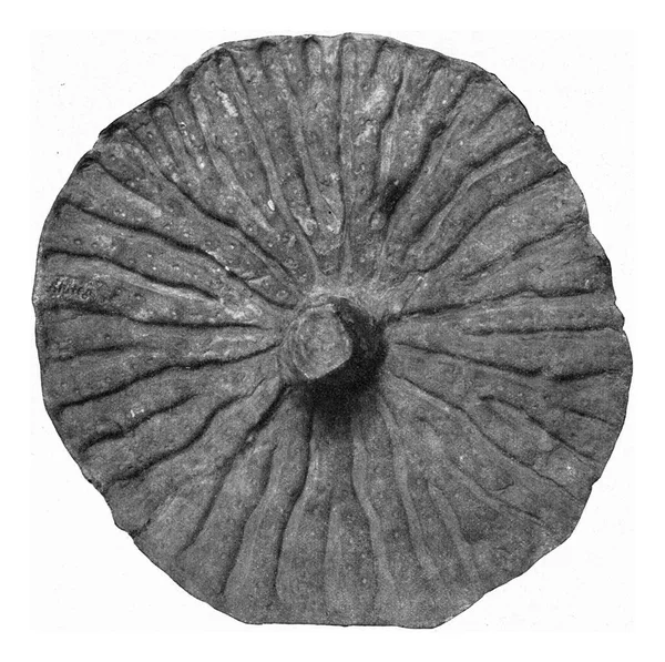 Sponge Hexactinellida Cretace Superieur Gezien Van Onderen Vintage Gegraveerde Illustratie — Stockfoto
