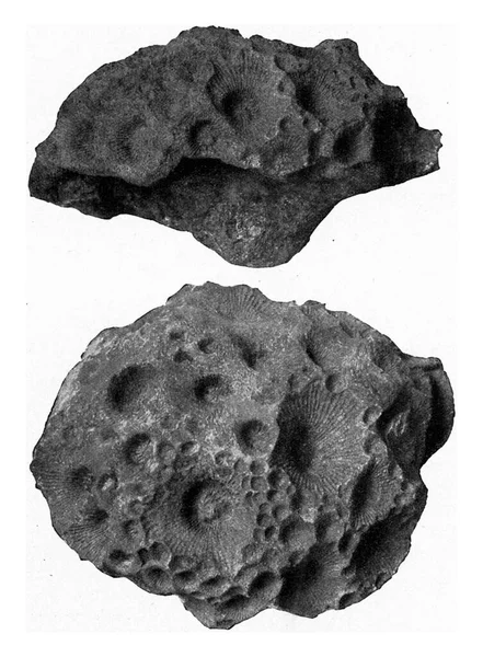 サンゴは Devonian Cyathophyllum偽善的なコロニーを形成し ヴィンテージ刻まれたイラスト 1910年宇宙と人類から — ストック写真