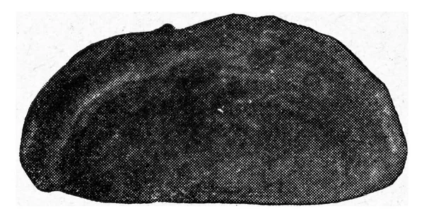 Víčko Zvenčí Vinobraní Rytiny Ilustrace Vesmíru Lidskosti 1910 — Stock fotografie