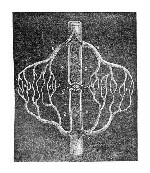 Arterin Bağlanmasından Sonra Gelişen Ikincil Dolaşımı Açıklayan Şekil Şematiği Vintage — Stok fotoğraf