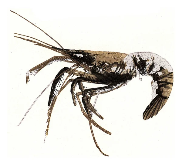Illustrazione Uno Scorpione — Foto Stock