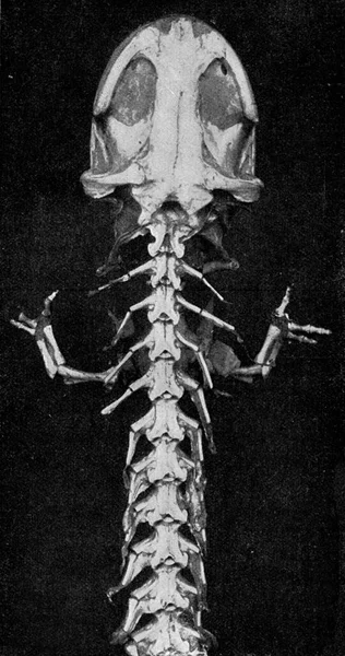 Передняя Часть Скелета Гигантской Японской Саламандры Винтажная Гравированная Иллюстрация Универсальности — стоковое фото