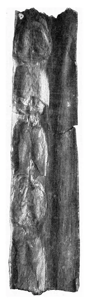 葉の傷の2行 ヴィンテージ刻まれたイラストとシダトランクのストーニーコア 1910年宇宙と人類から — ストック写真