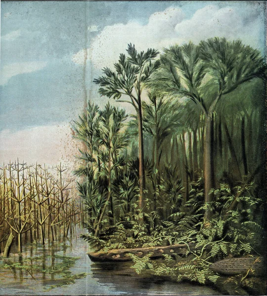 석탄기 중간의 초목의 시대의 식물의 형태인 빈티지가 새겨져 삽화가 보인다 — 스톡 사진