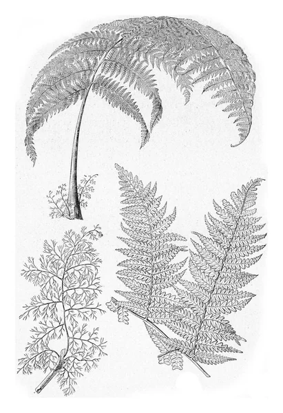 Leaf Tropical Fern Hemitelia Capensis Vintage Engraved Illustration Universe Humanity — Stock Photo, Image