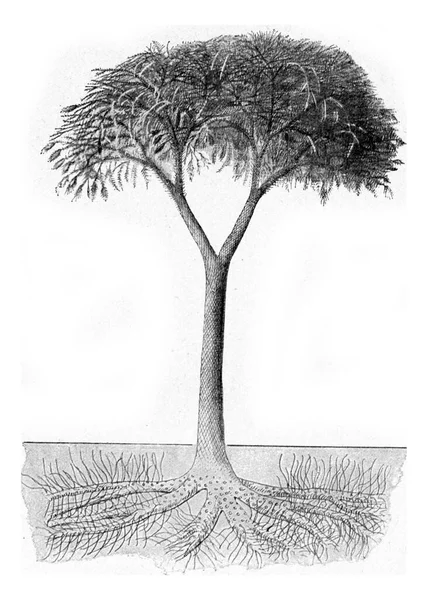 在枝头有锥形花的鳞翅龙 古老的雕刻插图 1910年来自宇宙与人类 — 图库照片