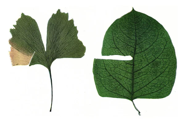 Blätter Mit Verschiedenen Adern Während Des Wachstums Eingekerbt Weinlesegravur — Stockfoto
