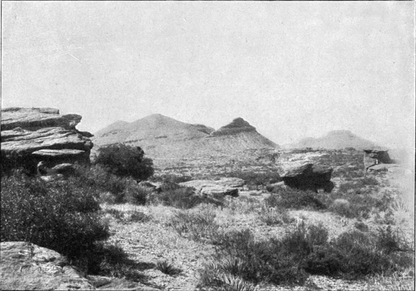 Aspect Vegetation Texas Desert Vintage Graved Illustration Vesmíru Lidskosti 1910 — Stock fotografie
