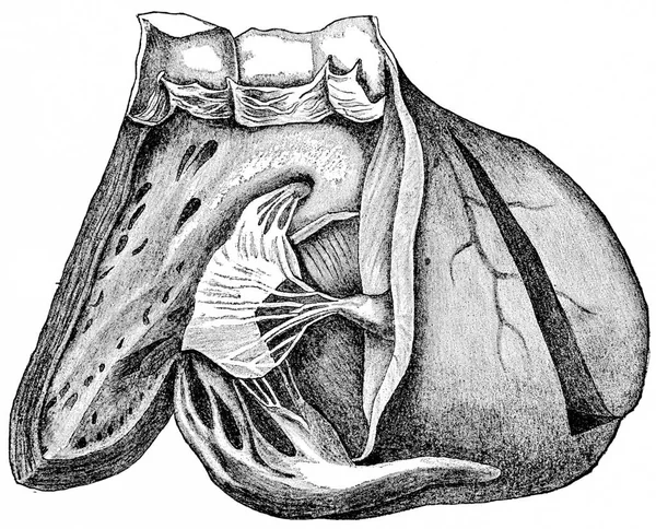 Coeur Montrant Intérieur Ventricule Droit Artère Pulmonaire Illustration Gravée Vintage — Photo