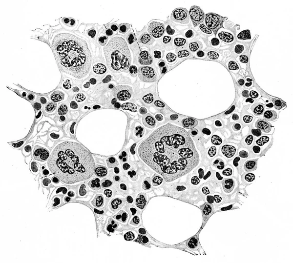 Секция Костного Мозга Кролика Показывающая Деликатный Соединительный Ретикулум Ткани Содержащий — стоковое фото