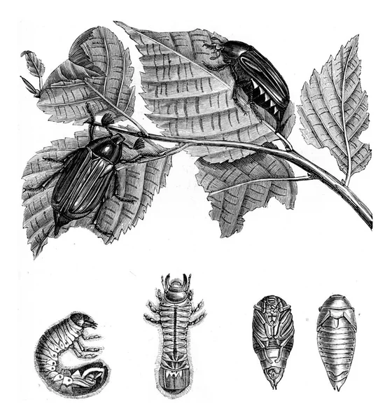 Chafer Jego Metamorfozy Grawerowana Ilustracja Elementów Zoologicznych Paula Gervaisa — Zdjęcie stockowe