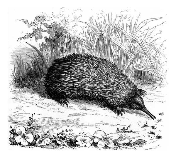 Illustration Hedgehog Hat — Stock Photo, Image