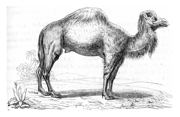 Bir Atın Çizimi — Stok fotoğraf