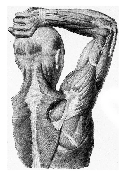 被提起的人的手臂的肌肉 古老的雕刻图解 1910年来自宇宙与人类 — 图库照片