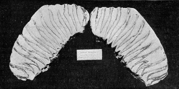 化石象の顎と臼歯 ヴィンテージの刻まれたイラスト 1910年宇宙と人類から — ストック写真