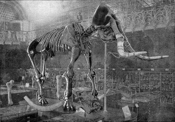 Elephas Meridionalis Nesti的骷髅 古老的雕刻插图 1910年来自宇宙与人类 — 图库照片