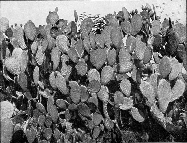Kaktusz Trópusokon Vintage Vésett Illusztráció Univerzumból Emberiségből 1910 — Stock Fotó