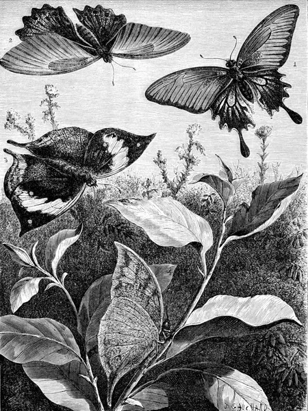 Unähnlichkeit Weiblicher Schmetterling Memnon Kallima Paralekta Die Selbst Ruhezustand Gravierte — Stockfoto