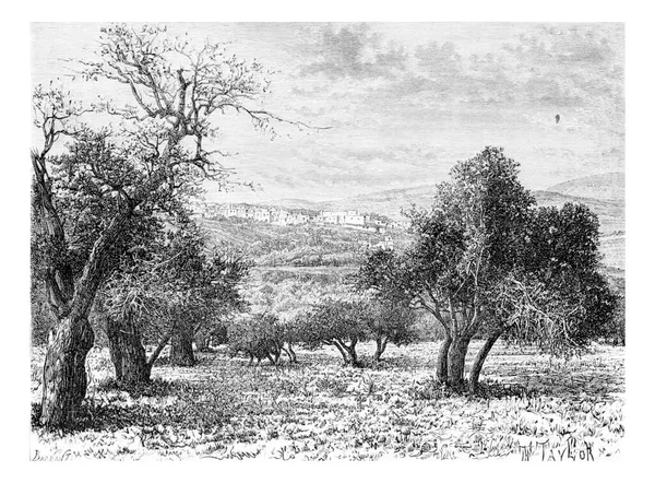 Berggebied Van Samaria Israël Als Bekeken Vanuit Een Vallei Vintage — Stockfoto