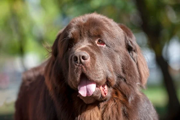 Portrait of a brown Newfoundland dog in the park