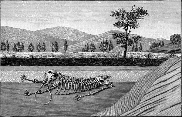 Découpez Quelques Couches Croûte Terrestre Avec Squelette Mastodonte Illustration Gravée — Photo