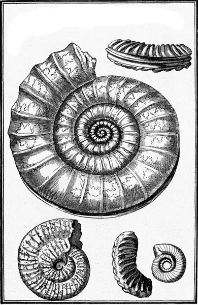 illustration of seashells. hand drawn vector illustrations.